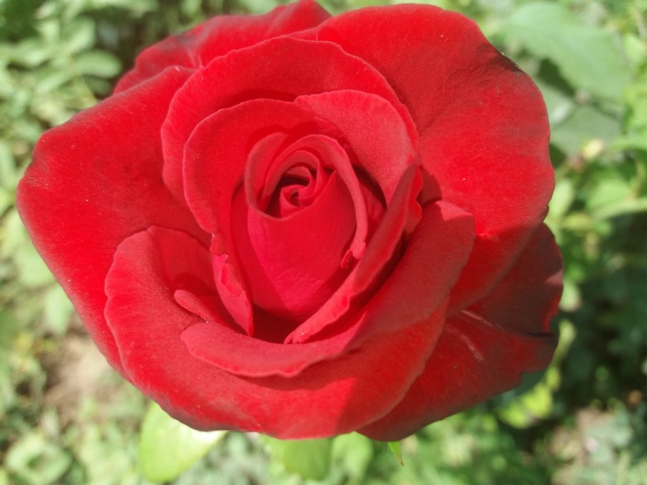 Роза чайно-гибридная розовый Гранд Гала