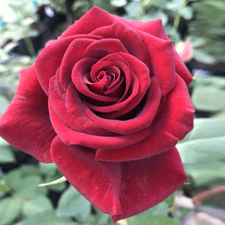 Сорт розы Гранд Гала