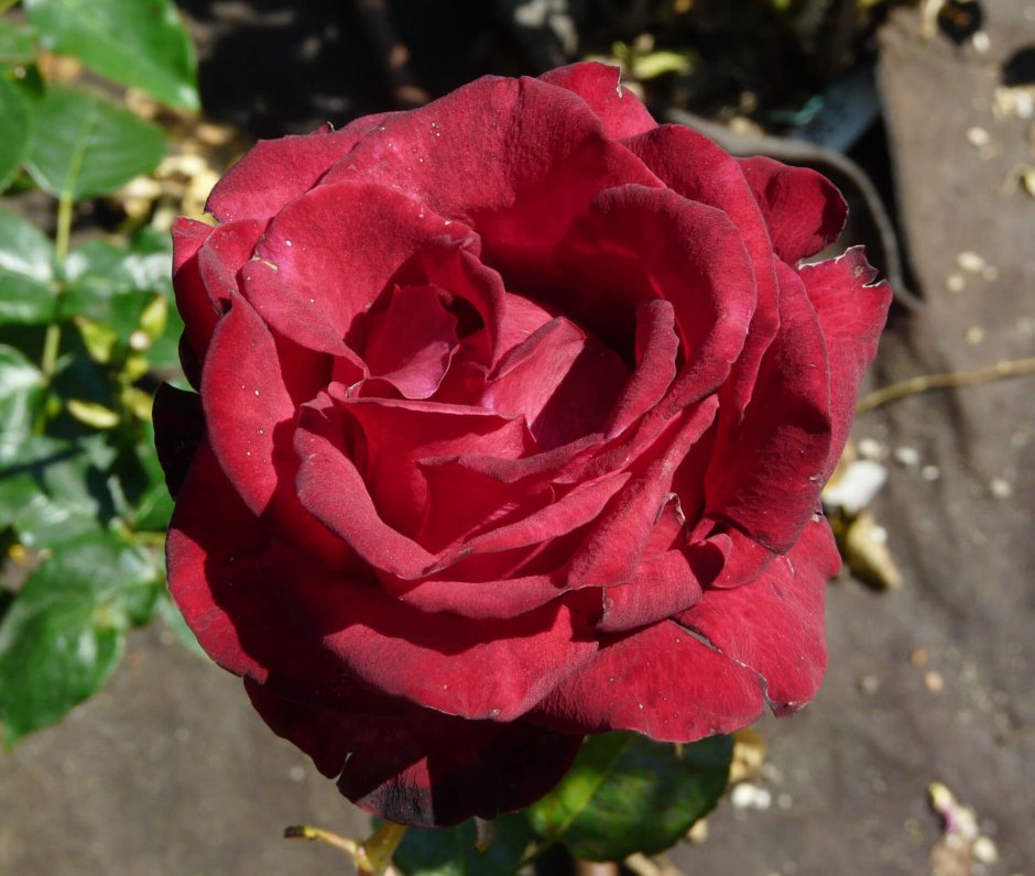 Роза чайно-гибридная Гранд Гал