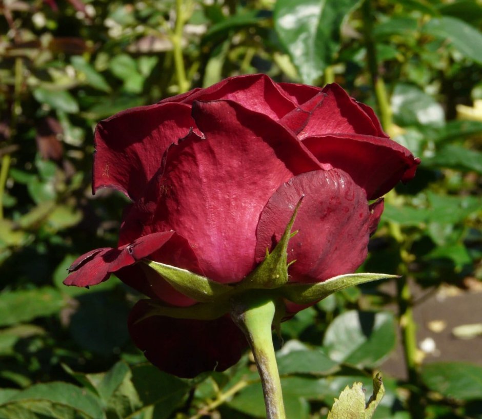 Сорт розы Гранд Гала