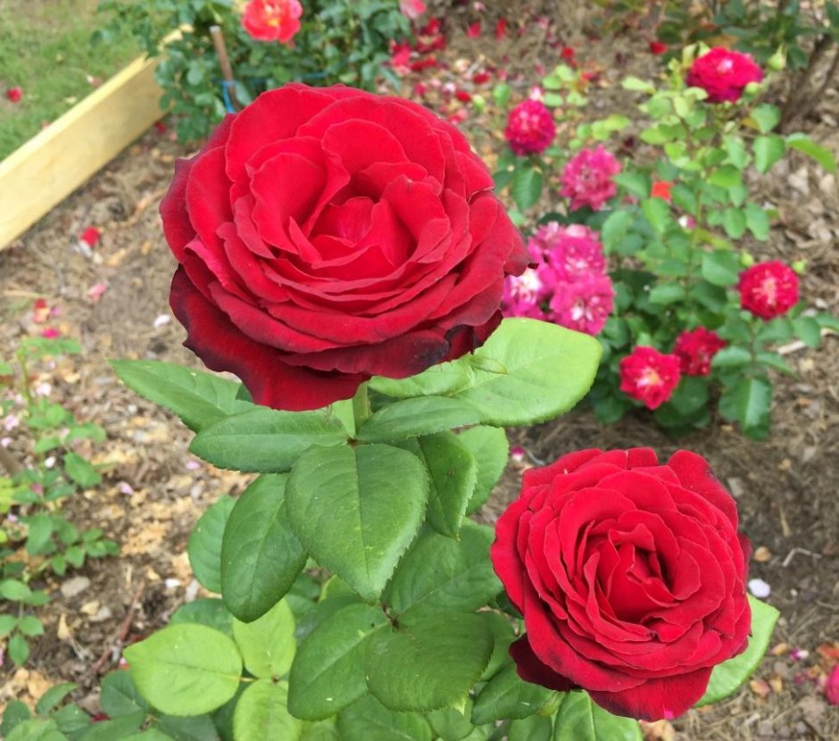 Роза чайно-гибридная Гранд Гала красный