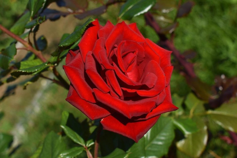 Роза Гранд Гала красная