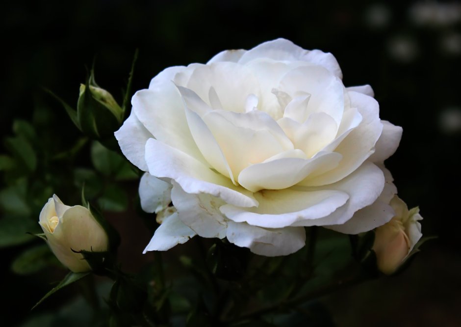 Роза белый Каскад