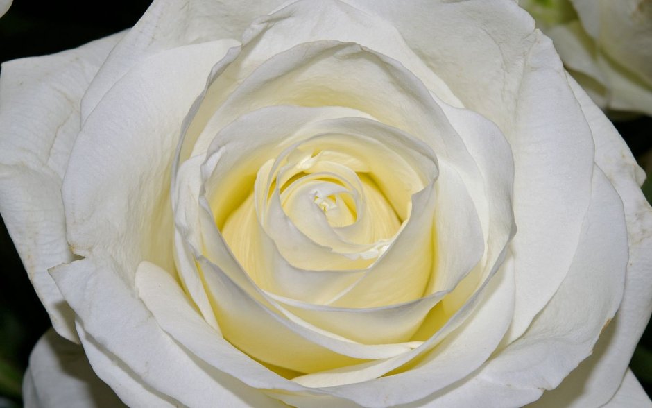 Роза Вайт Наоми роза