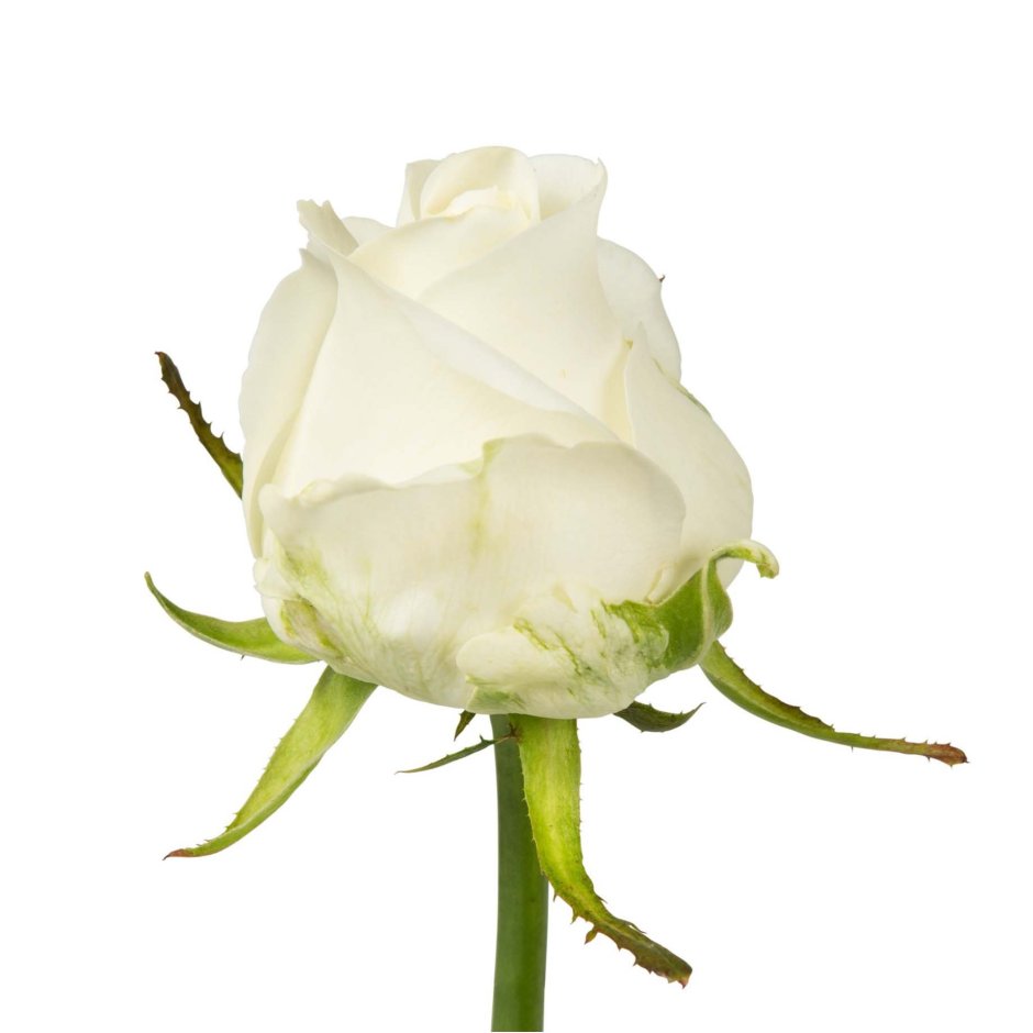 Вайт Найт роза белая