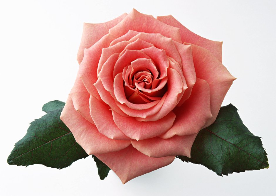 Флорибунда роза на белом фоне