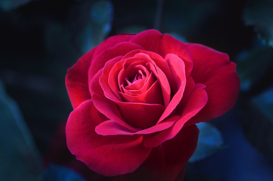 Роза флорибунда неон