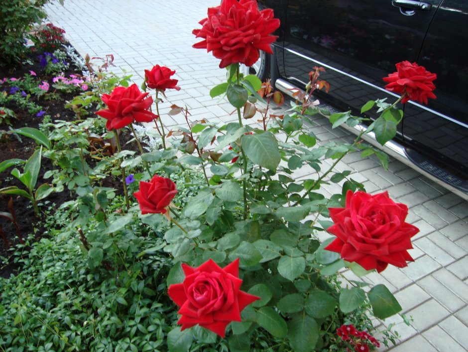Роза ред Берлин чайно-гибридная роза