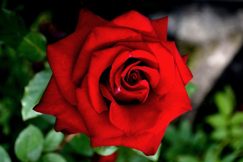 Красные и розовые розы