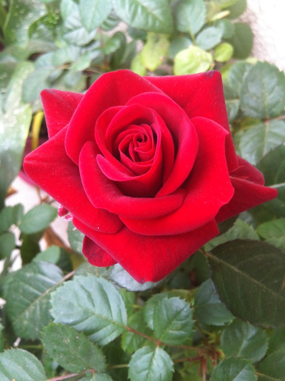 Romance Rose for sale
