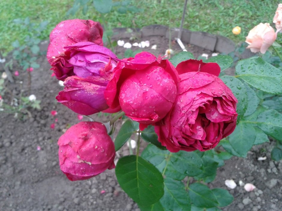 Роза почвопокровная ред Эден Роуз