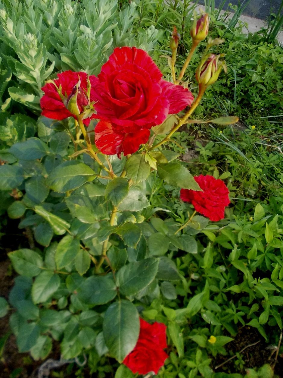 Ред Берлин (Red Berlin) роза