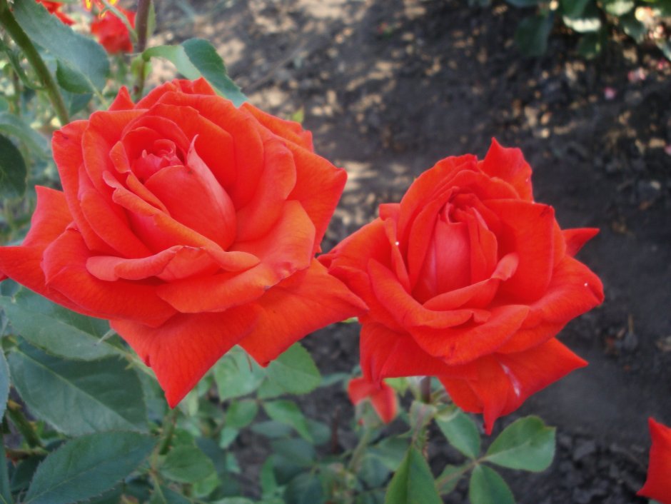 Ред Берлин (Red Berlin) роза