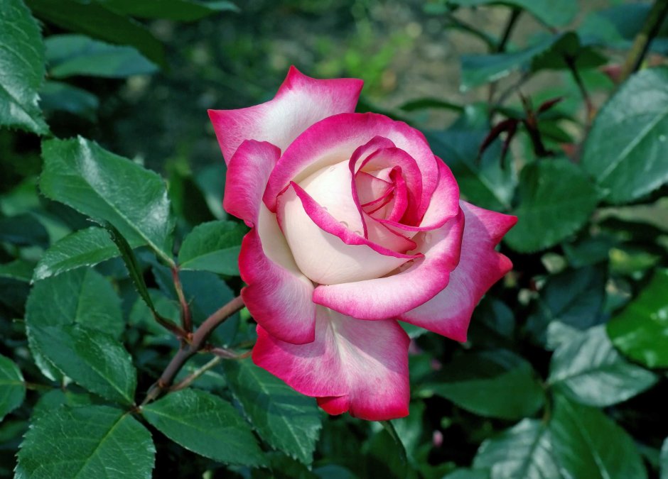Роза чайно-гибридная Хай Канди