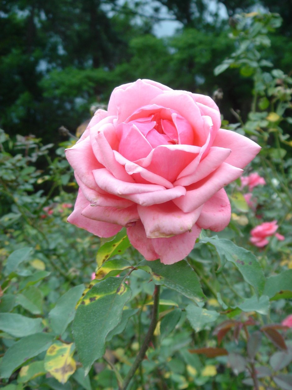 Роза принцесса Лиана флорибунда