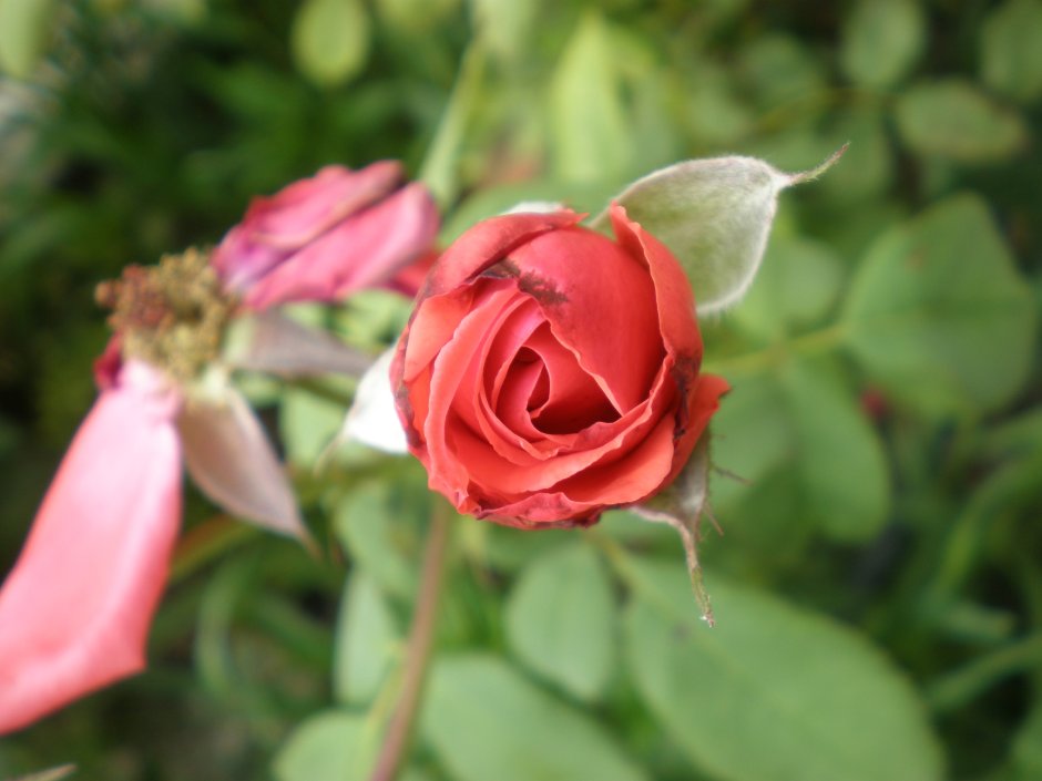 Дикая роза цветок