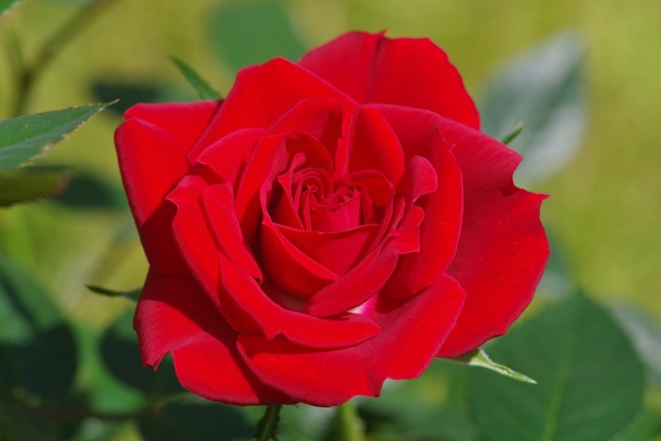 Ред вельвет роза чайно-гибридная