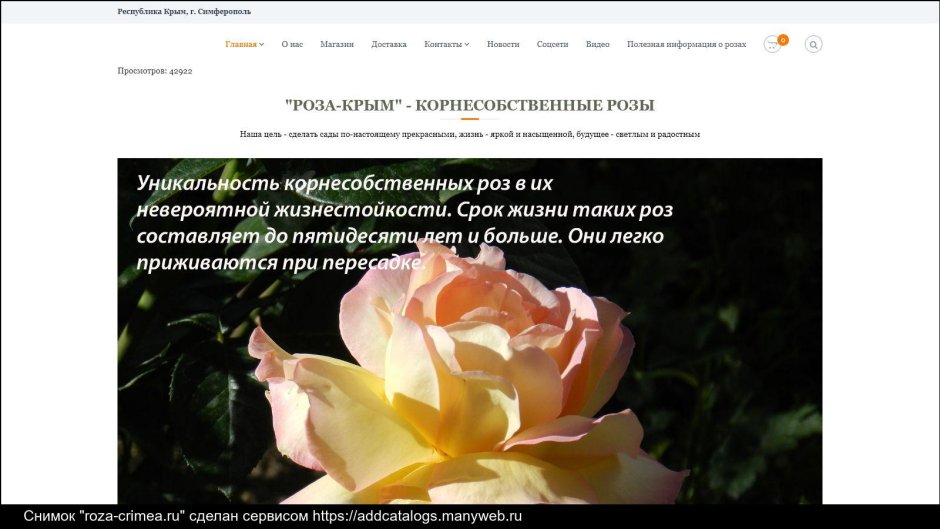 Сбор розы в Крыму