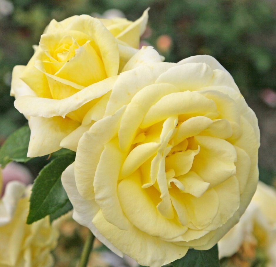 Роза лимона