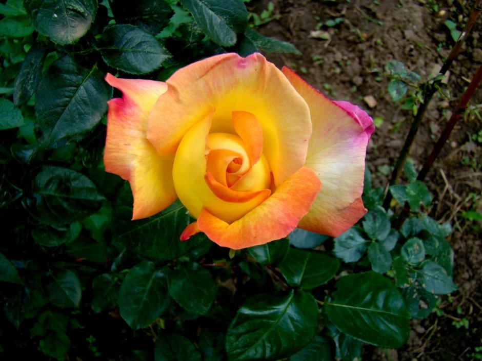 Katie's Rose роза