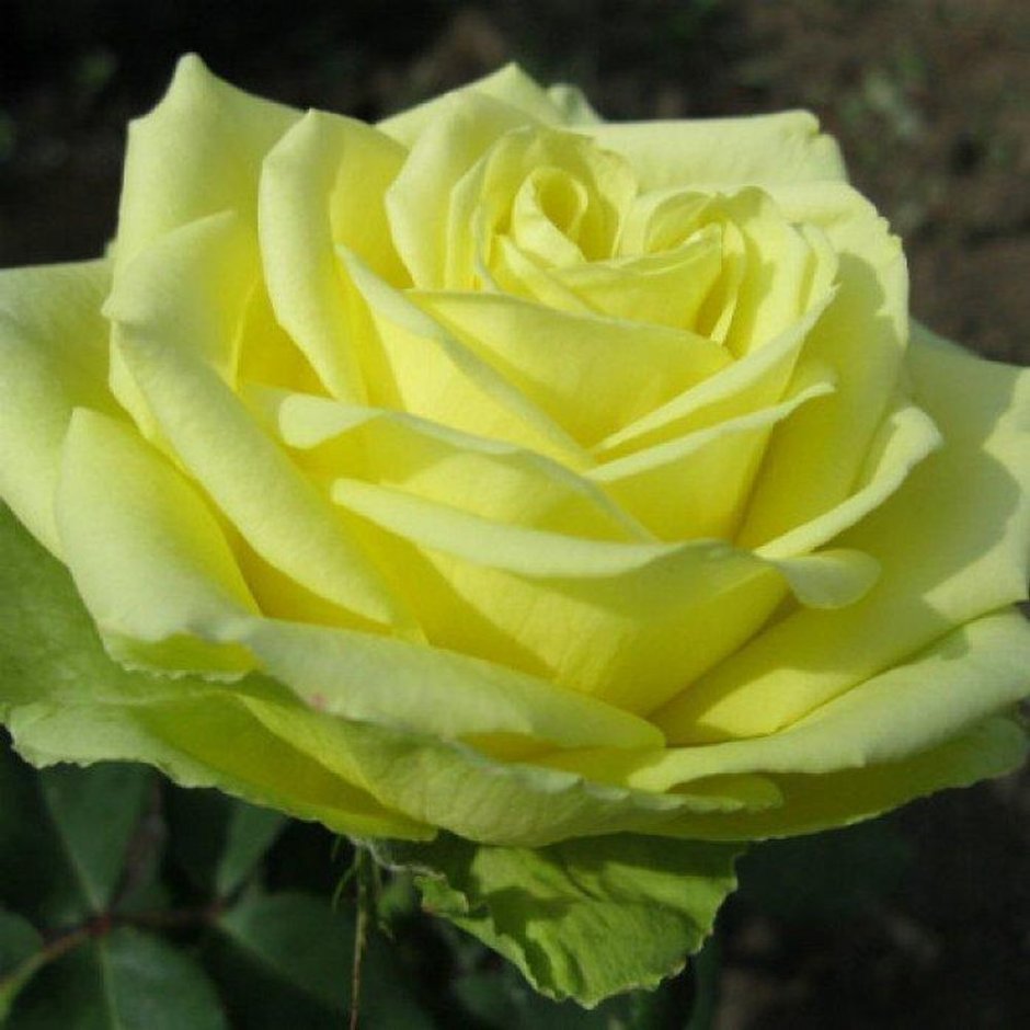 Роза чайно-гибридная Амандина (Amandine)