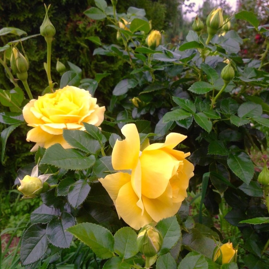 Роза лимона Кордес
