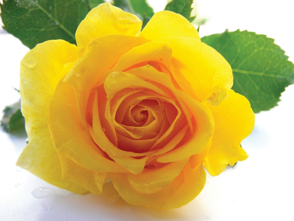 Роза Папилон чайно-гибридная желтая
