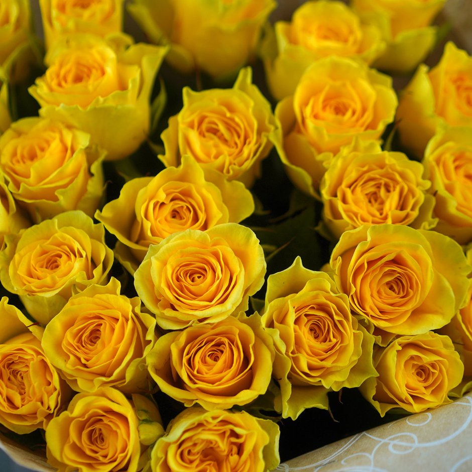 Лимонно желтые розы сорта