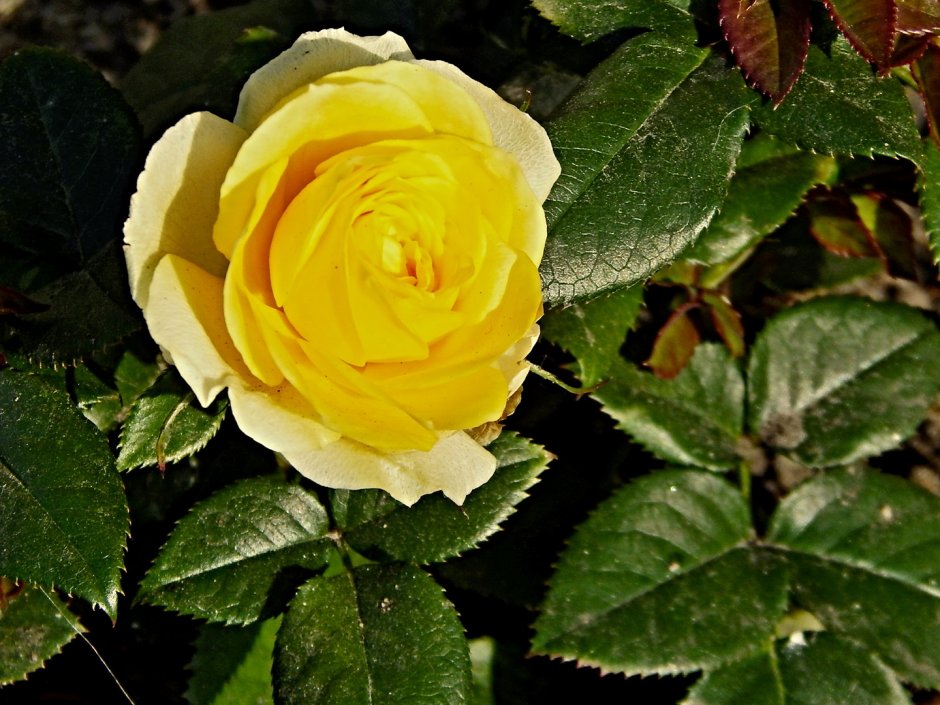 Роза лимон фриз