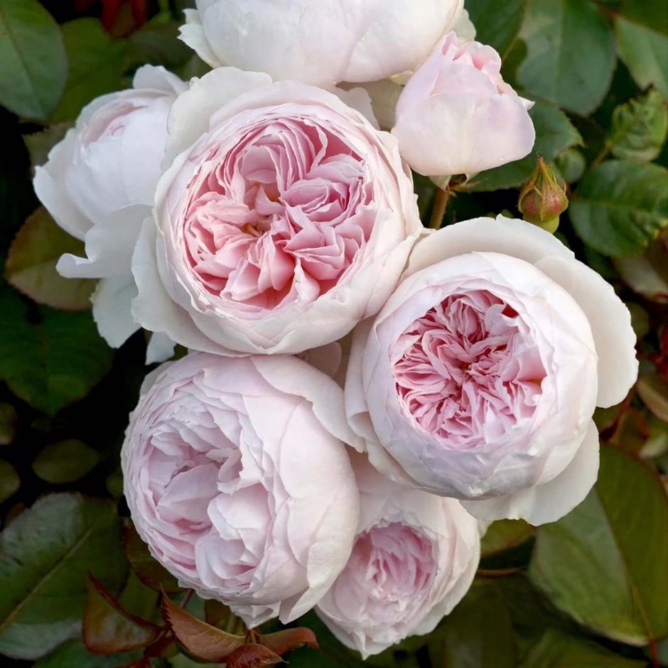 Herzogin Christiana роза флорибунда