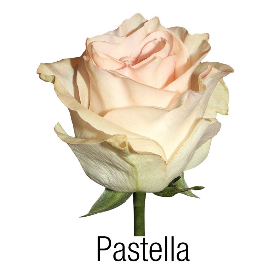 Роза Пастелла