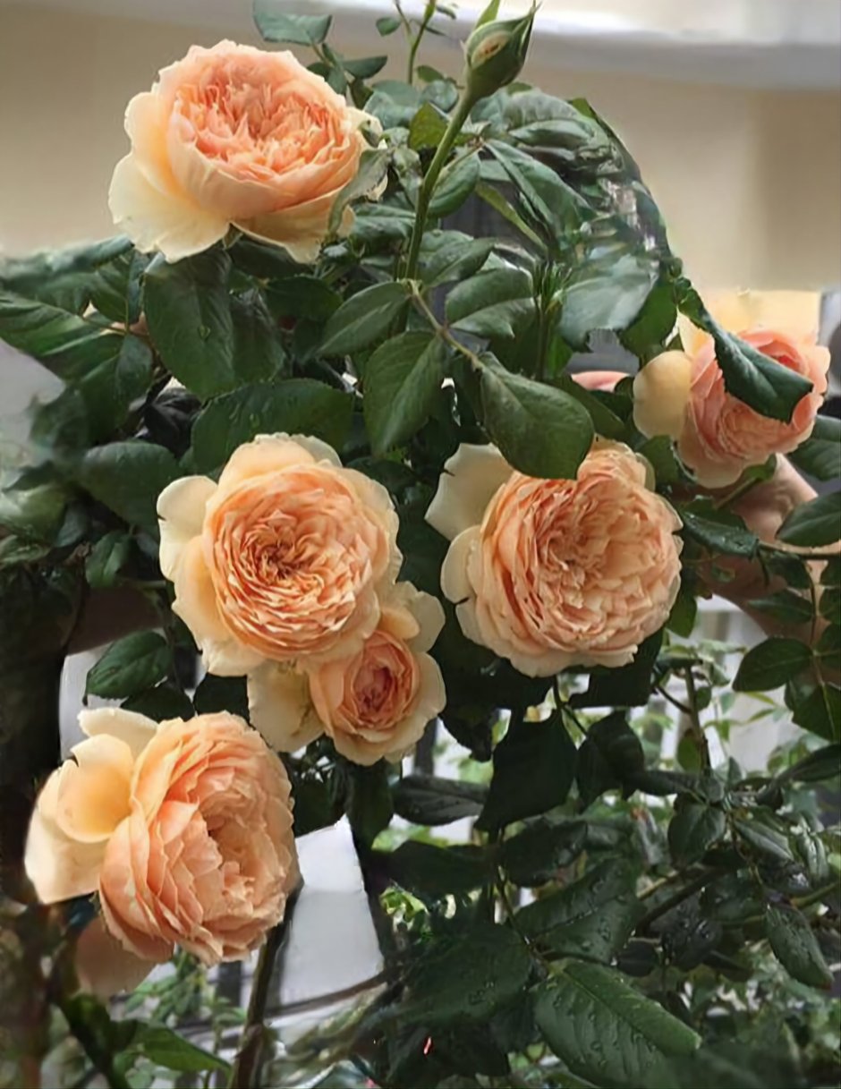 Masora true Chou роза