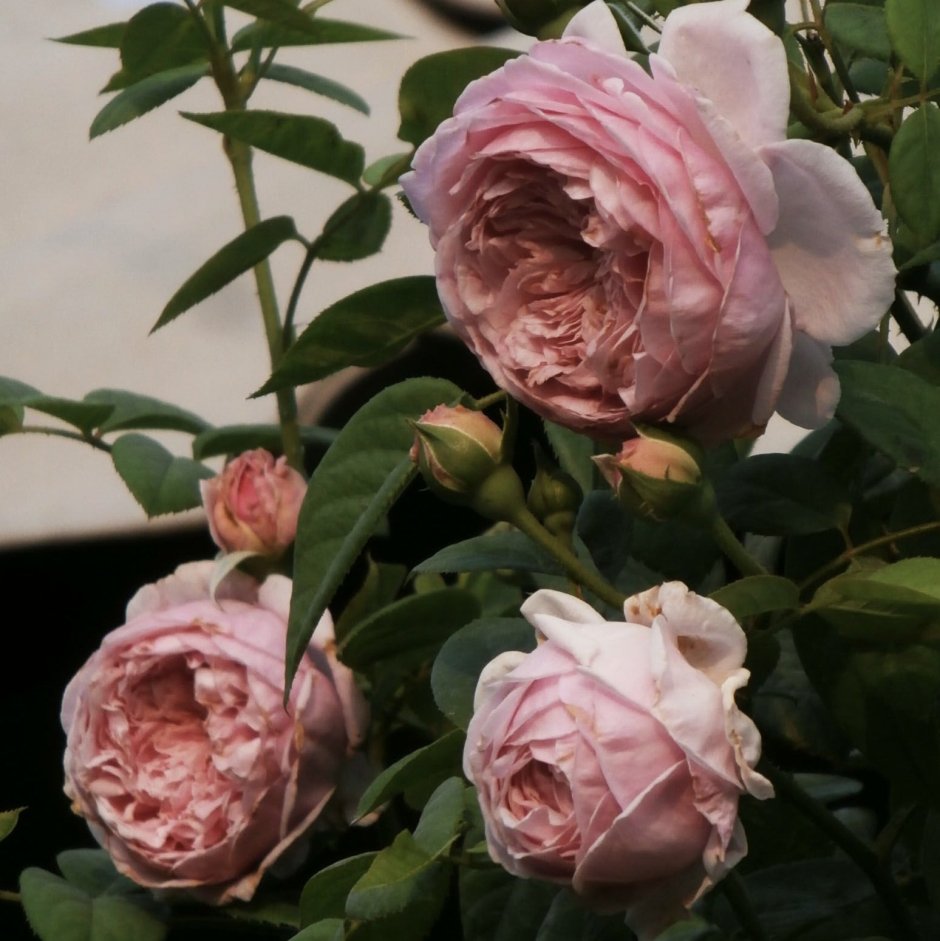 Масора роза японская