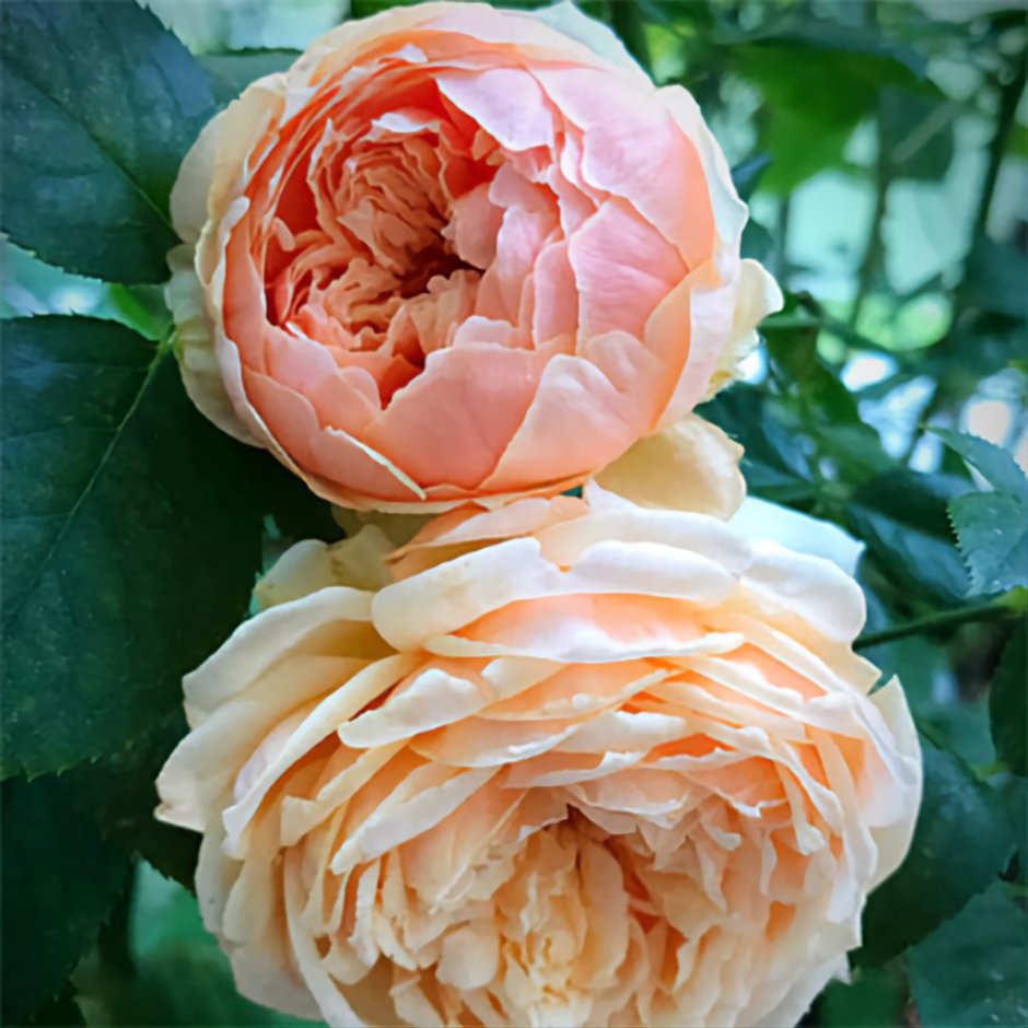 Масора Masora японская роза
