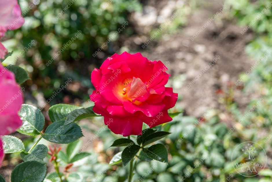 Роза шраб Арлекин