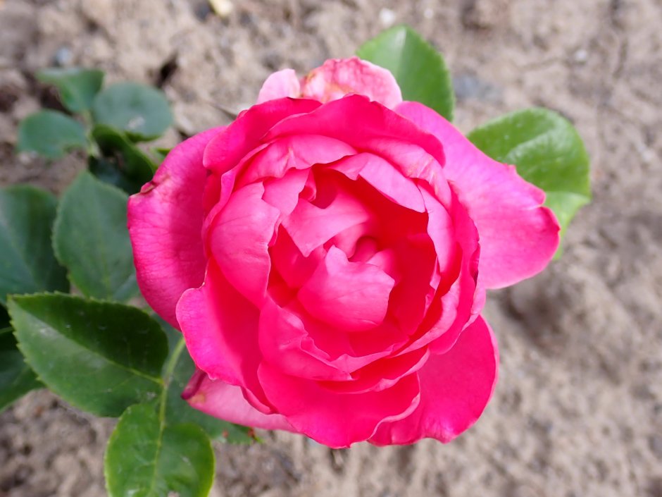 Manou Meilland роза