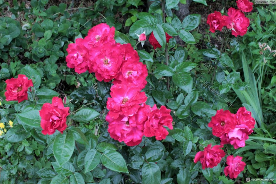 Роза канадская Парковая Аделаида Худлесс