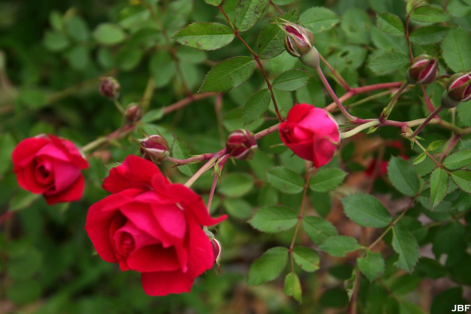 Роза штамбовая Scarlet Meidiland