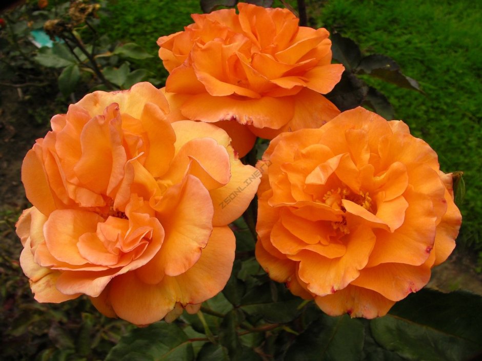 Роза Парковая Вестерленд оранжевый