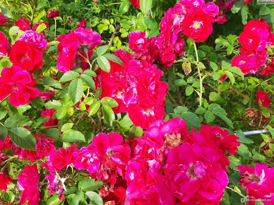 Shogun роза плетистая