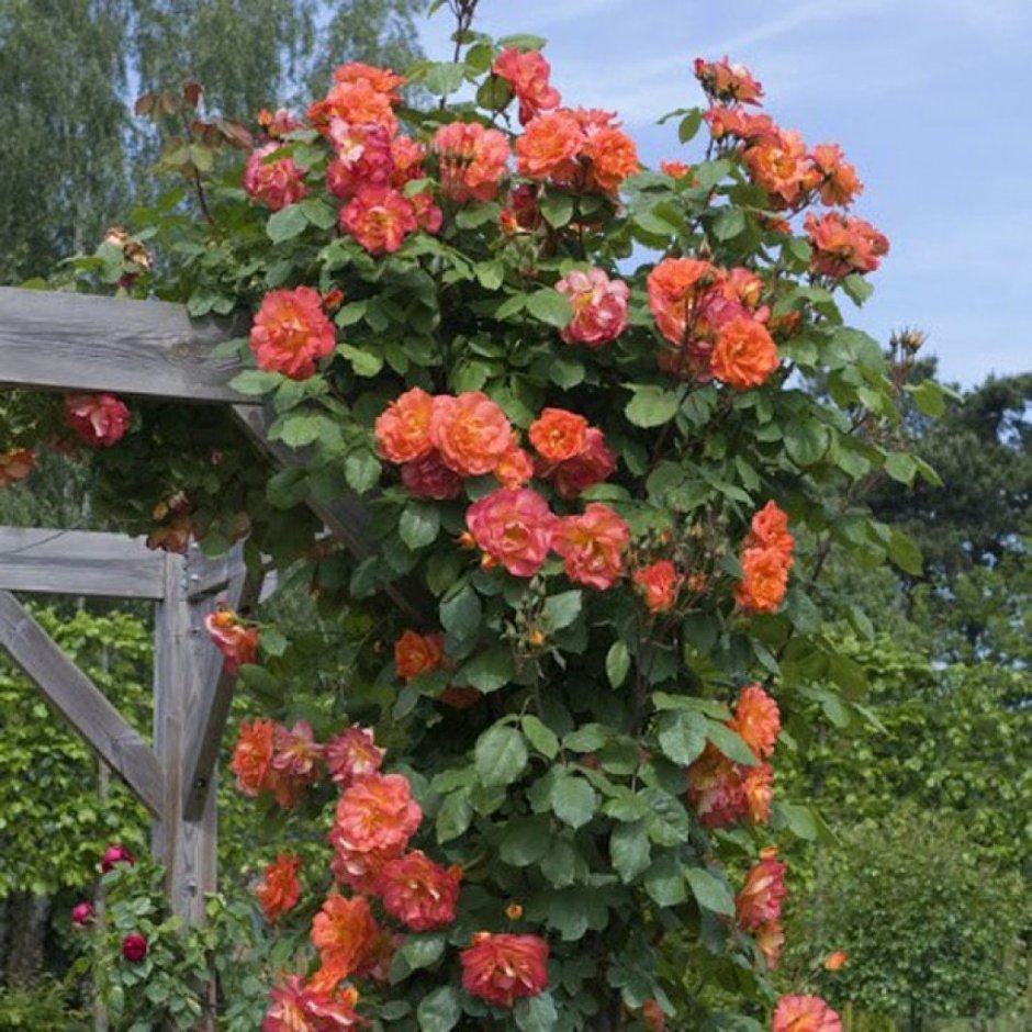 Роза плетистая оранжевая Вестерленд