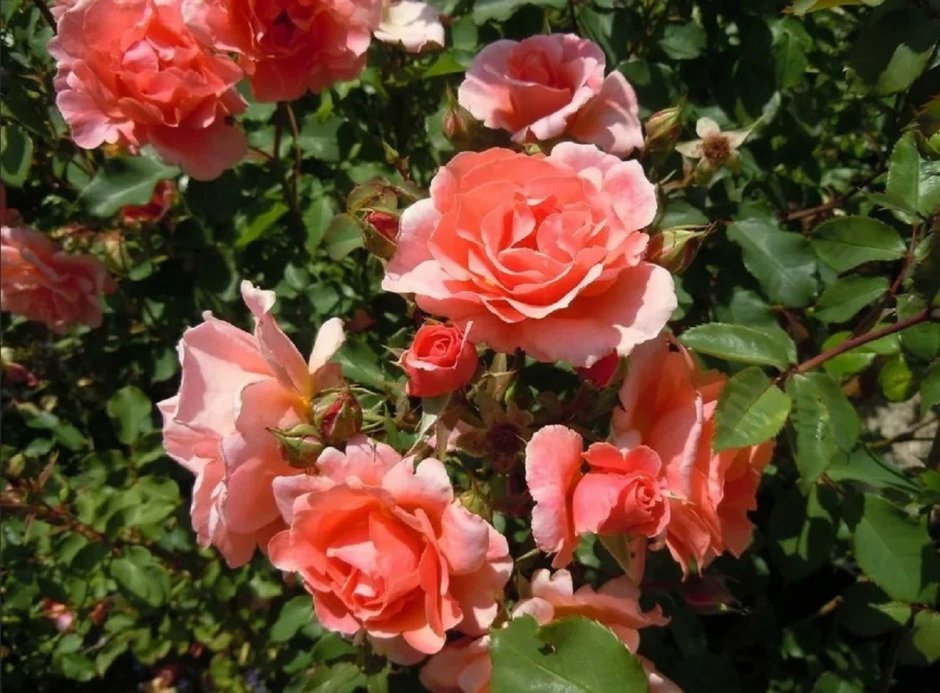Розы плетистые Алибаба
