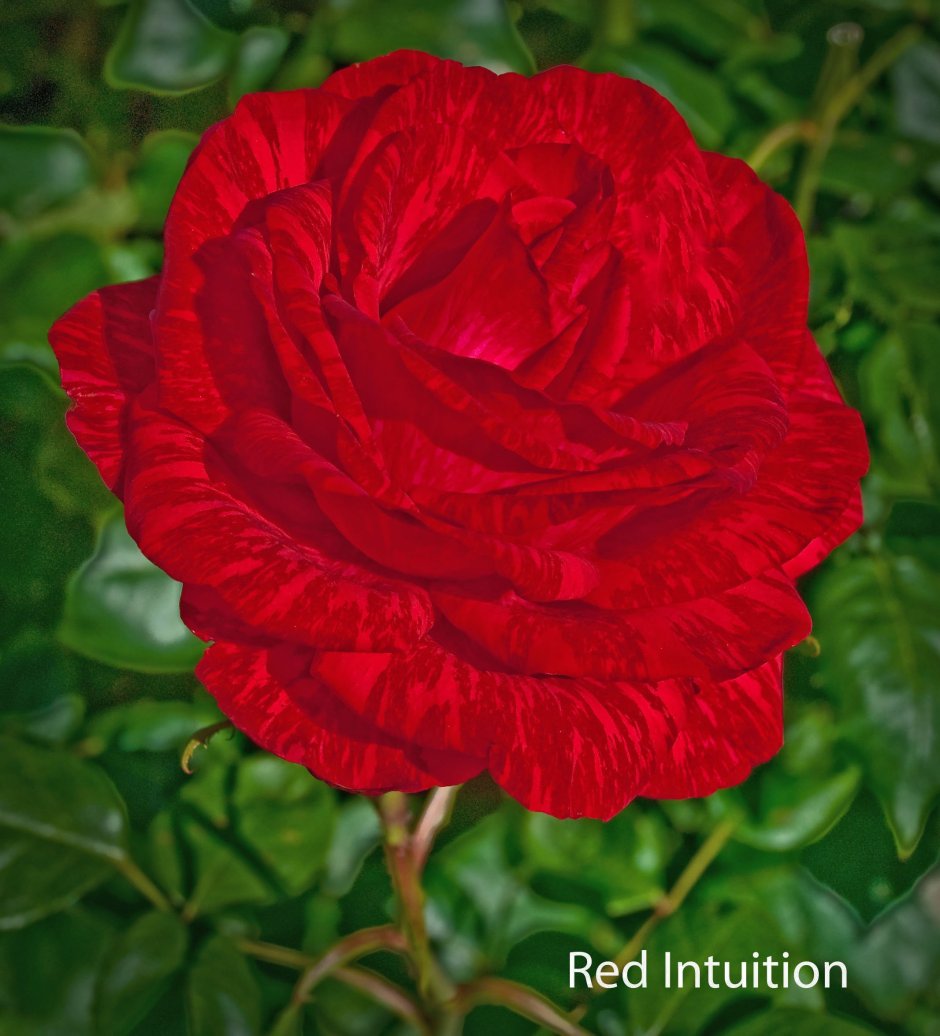 Роза Red Intuition (Рэд интуишн)