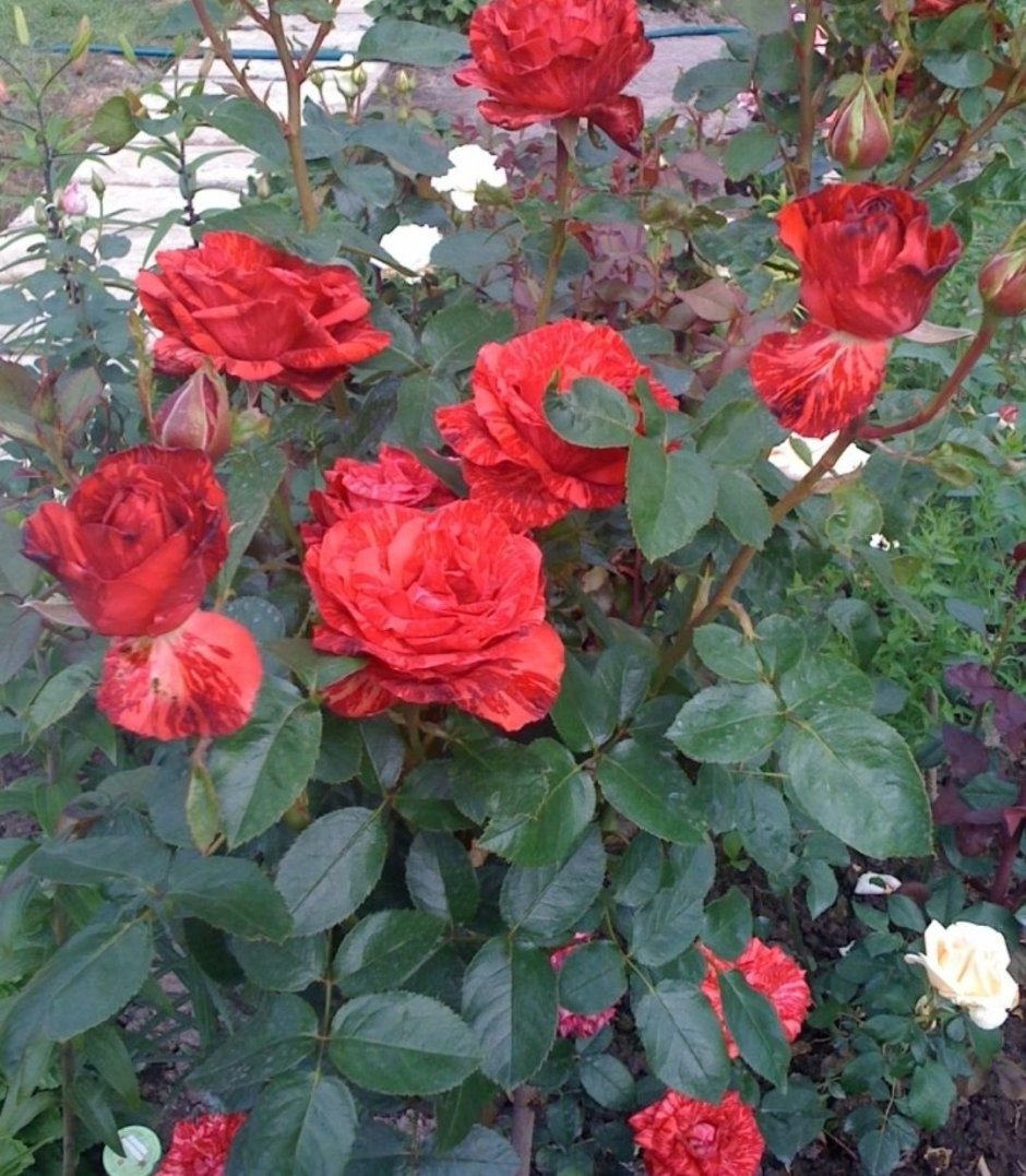 Роза чайно-гибридная Red Intuition