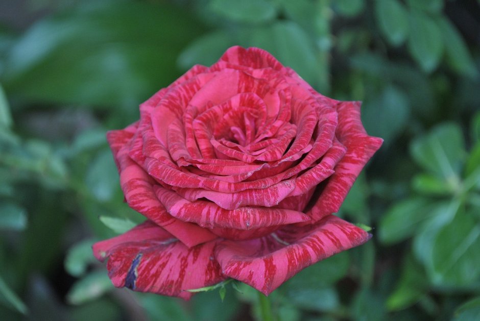 Роза Флора