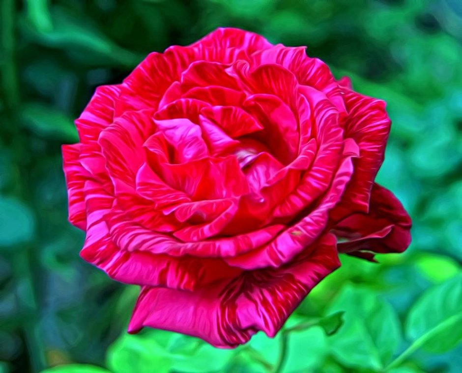Роза чайногибридная оед интуишн