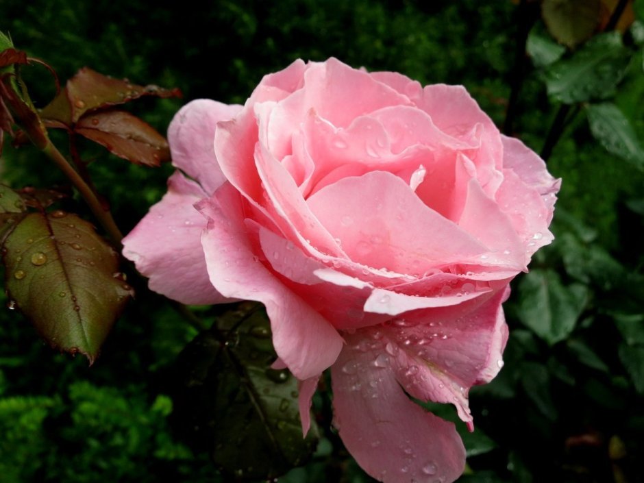 Роза чайно-гибридная куин Элизабет