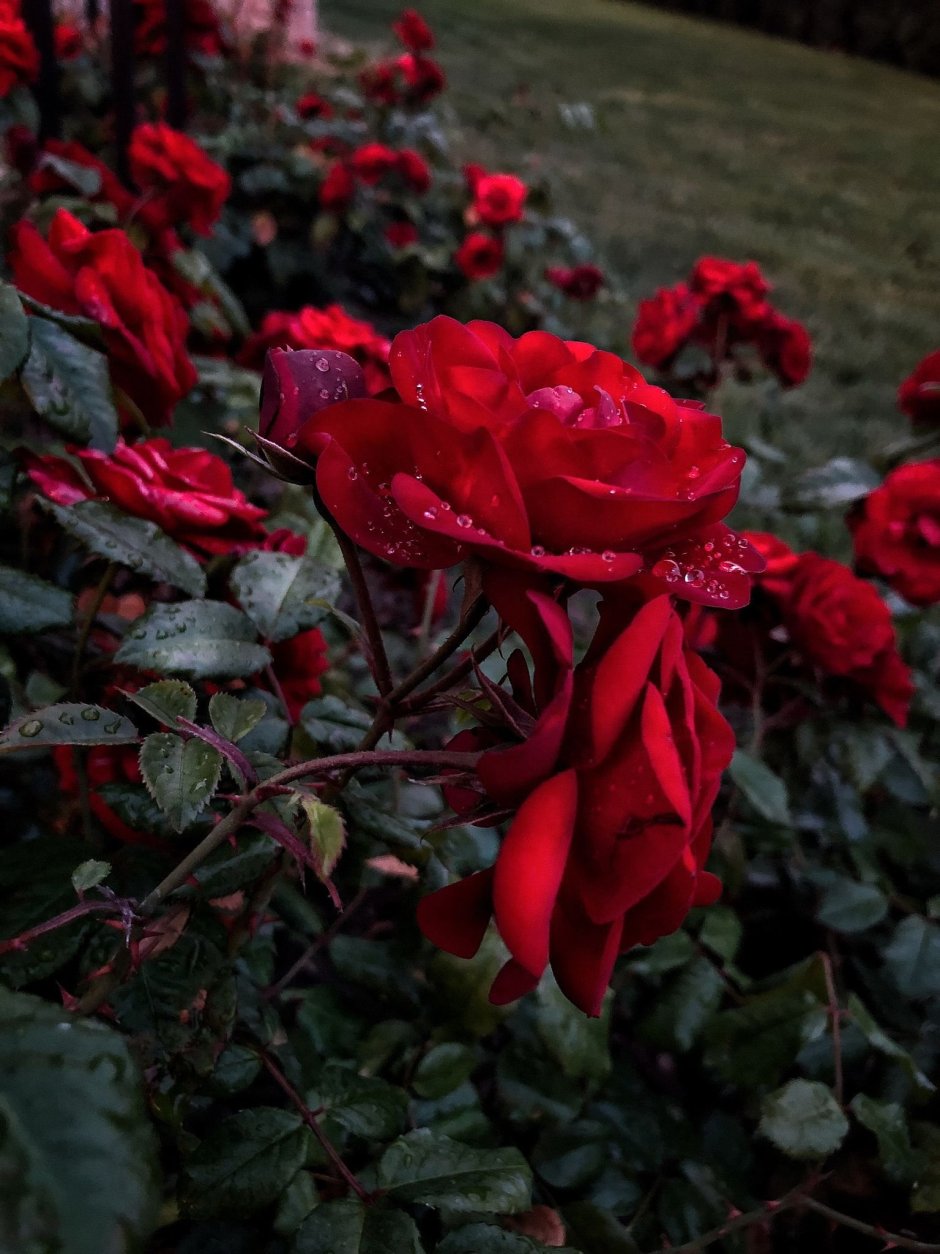 Роза Red Noir