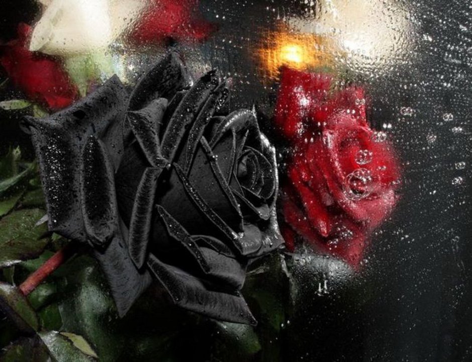 Черно красная роза