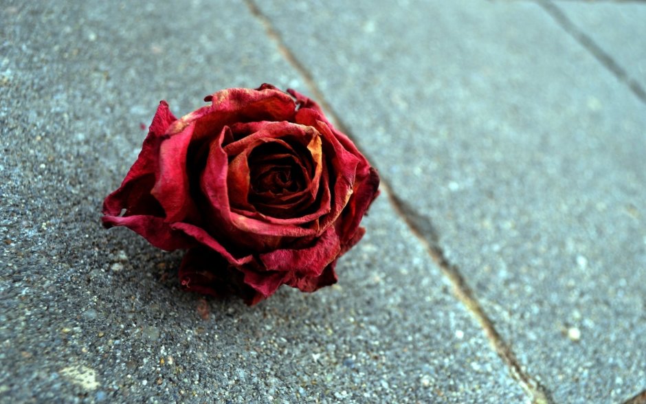Увядшая красная роза
